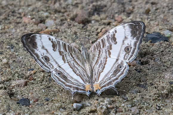 Cyrestis cocles earli-1795- Koh Samui - 18/03/23
