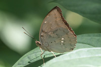 Euthalia dunya-4406 - Krabi - 22/11/23