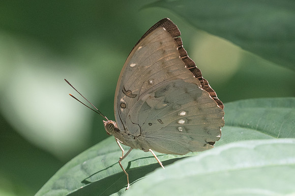 Euthalia dunya-4406 - Krabi - 22/11/23