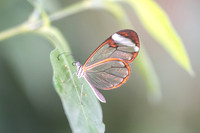 Greta morgane oto-4652