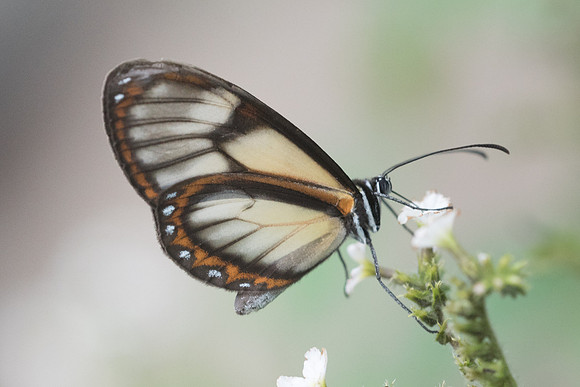 Pteronymia veia veia--7645