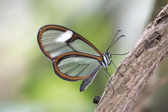 Pteronymia artena -7776