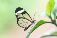 Greta morgane oto-5012
