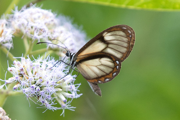 Pteronymia veia linzera ou veia-5626