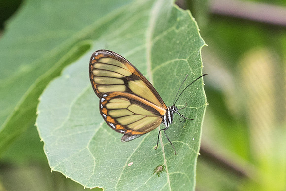 Pteronymia veia veia --7837