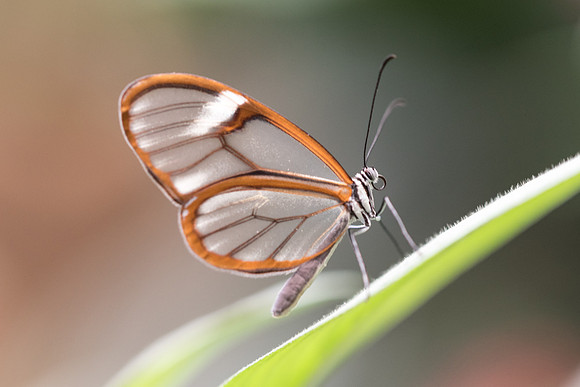 Greta oto-5755