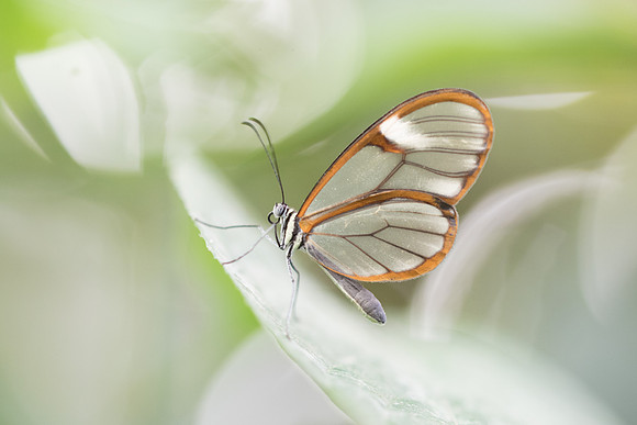 Greta oto-4608