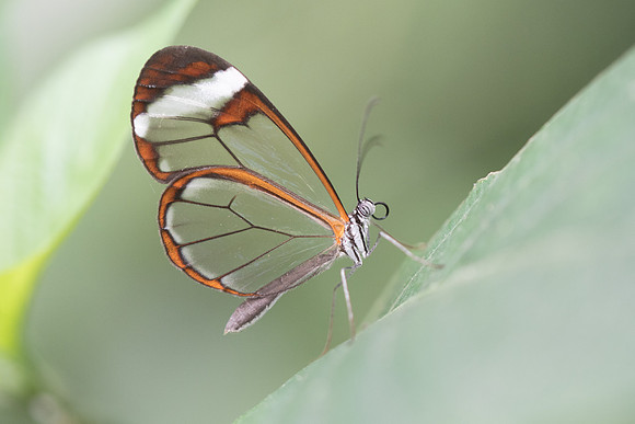 Greta morgane oto-5150