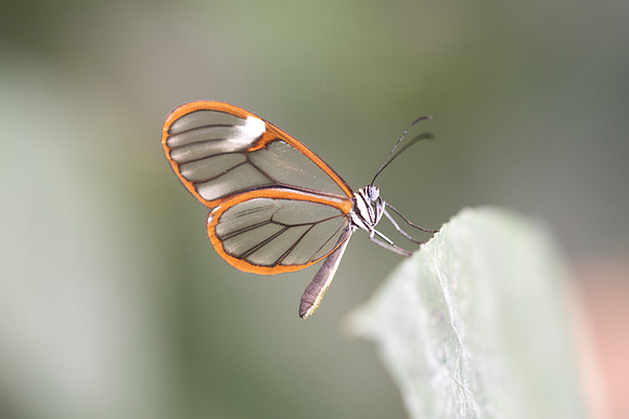 Greta oto-4413