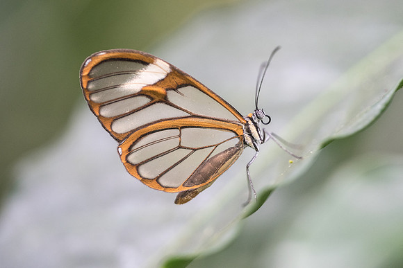 Pteronymia artena --2331
