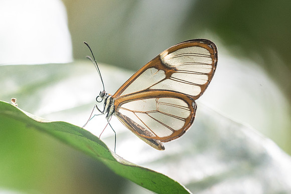 Pteronymia pos. alcemena-2298