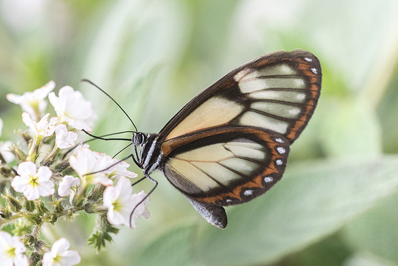 Pteronymia dispaena evonia --7820