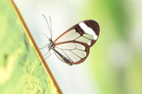 Greta morgane oto-5869