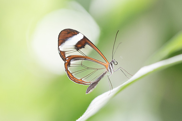 Greta morgane oto-6741