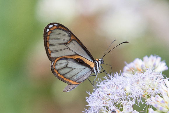 Ithomia terra oenanthe-4931