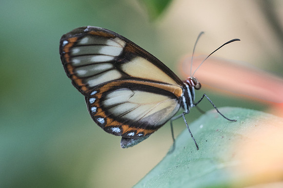 Pteronymia dispaena evonia --7785