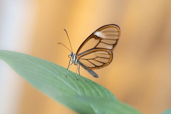 Greta oto-5763