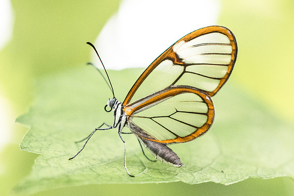 Greta oto-1398