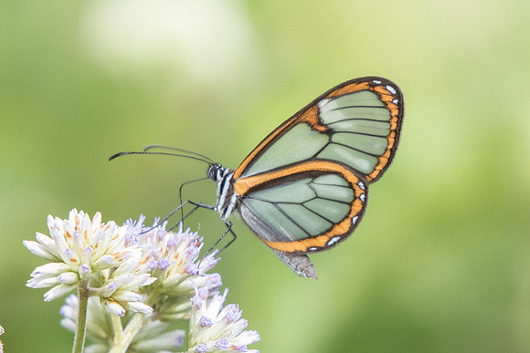 Ithomia hymettia-4866