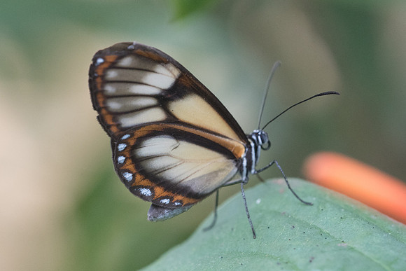 Pteronymia dispaena evonia --7847