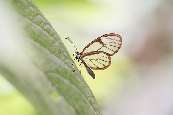 Greta oto-8561