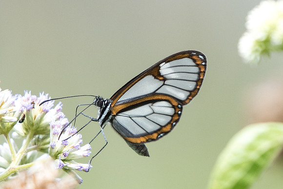 Ithomia hymettia-4827