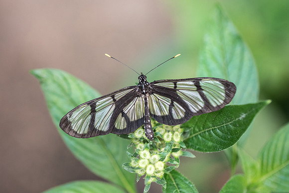 Methona confusa-8273