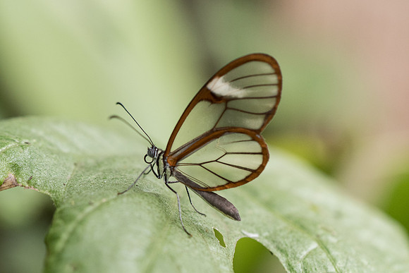 Greta oto-5361