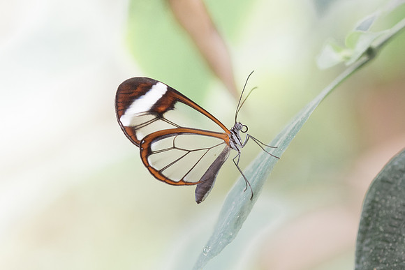 Greta morgane oto-7052