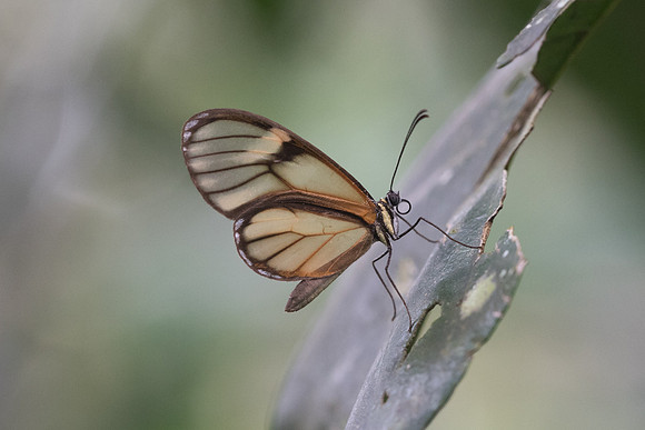 Ithomia sp-1996