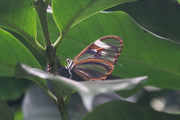 Pteronymia pos. alcemena-2302