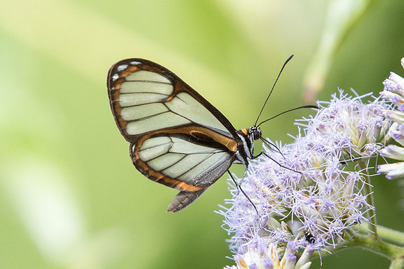 Ithomia terra oenanthe-4899