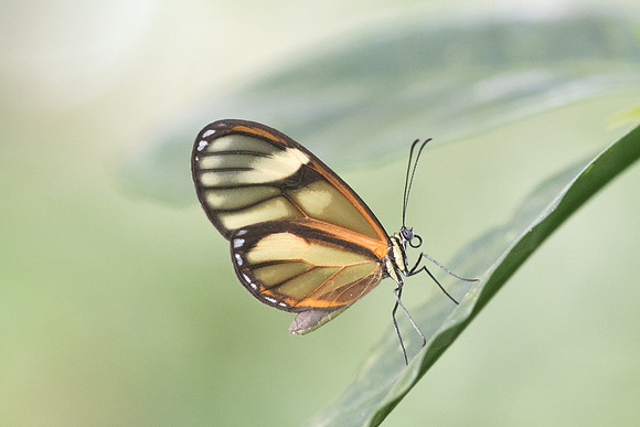 Pteronymia sp-2047