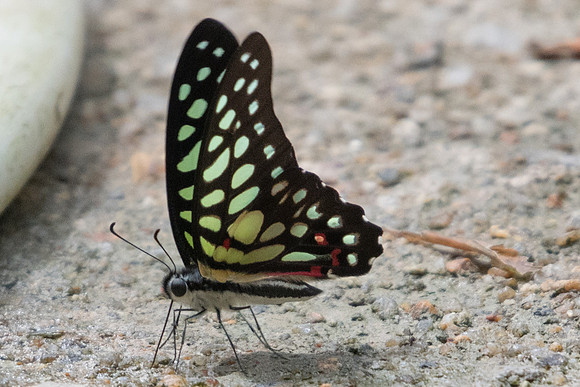 Graphium arycles arycles-Phanom Bencha Mountain Resort - 24/11/23 -5830