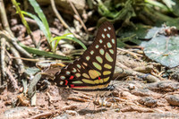 Graphium arycles arycles-Phanom Bencha Mountain Resort - 24/11/23 - 5933