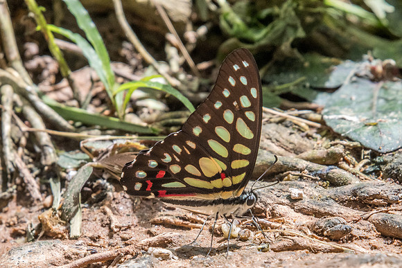 Graphium arycles arycles-Phanom Bencha Mountain Resort - 24/11/23 - 5933
