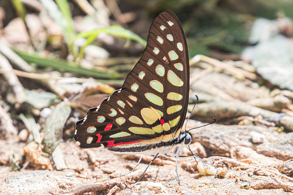 Graphium arycles arycles-Phanom Bencha Mountain Resort - 24/11/23 -5904