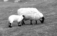 Moutons