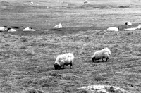 Moutons