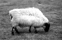 Moutons