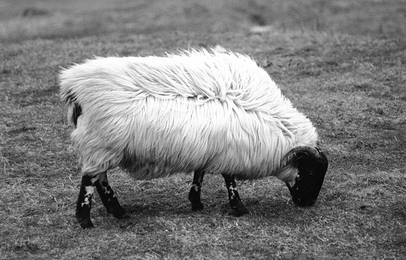Moutons