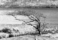 Arbre