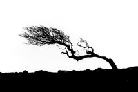 Arbre