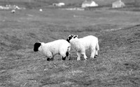 Moutons