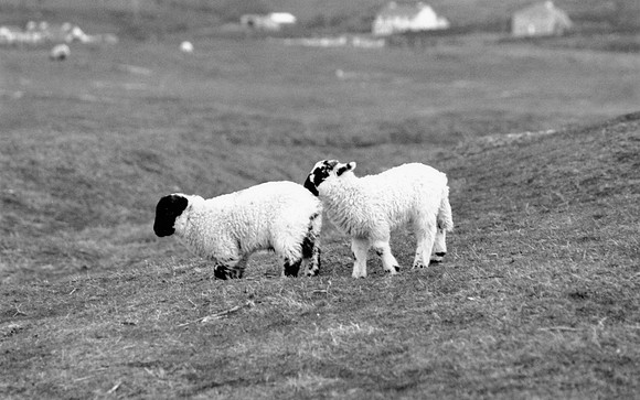 Moutons