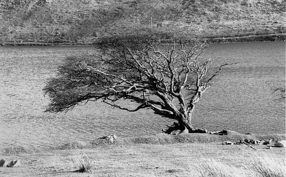 Arbre