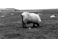 Moutons