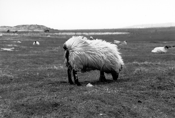 Moutons