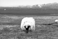 Moutons