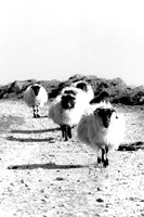Moutons